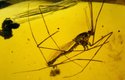 Jantar dokáže dokonale uchovat těla pravěkého hmyzu. DNA v něm ale vědci nenašli