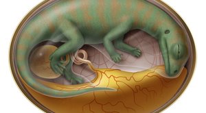 Nejstarší dinosauří embrya