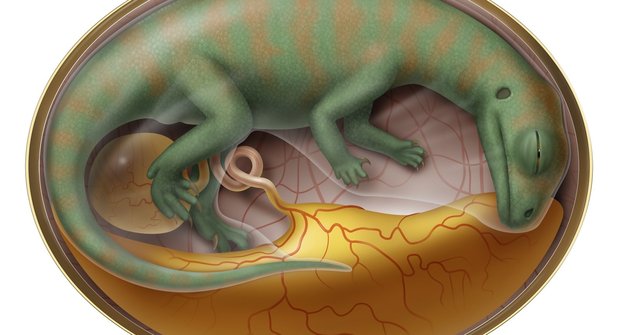 Nejstarší dinosauří embrya