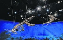 Hlavní paleontolog z Dinosauria Museum Prague: JAK SI KOUPIT A POSTAVIT JEŠTĚRA?