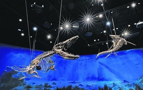 Tyto dvě kostry mosasauridů jsou největší záhadou muzea.
