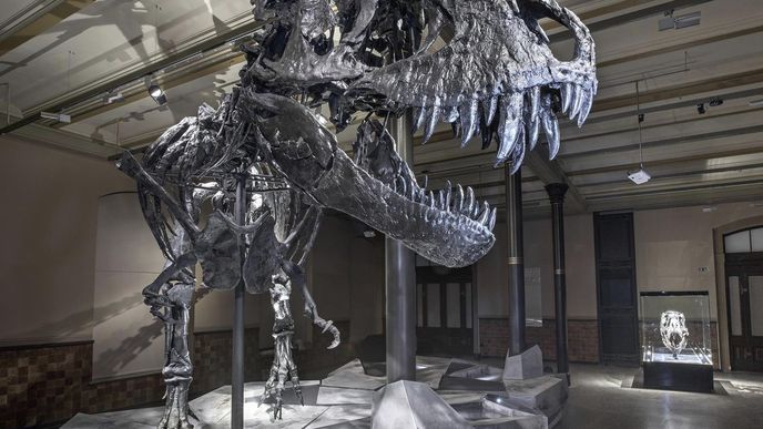 Tristan Otto, první tyranosaurus rex v Evropě