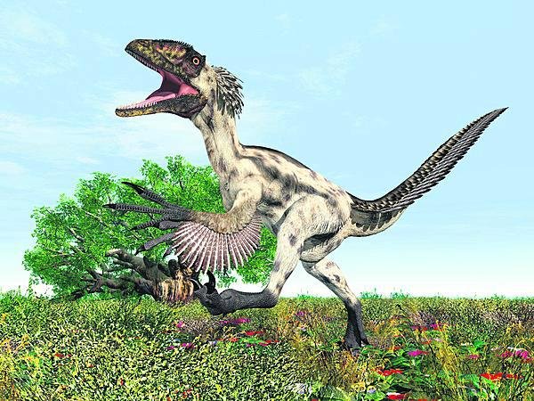 Peří bylo na okrasu, aby se samci předvedli, samozřejmě se rády vystavovaly i samice. Deinonychus uměl měnit barvy i horní části lebky, rudl podobně jako krocan.