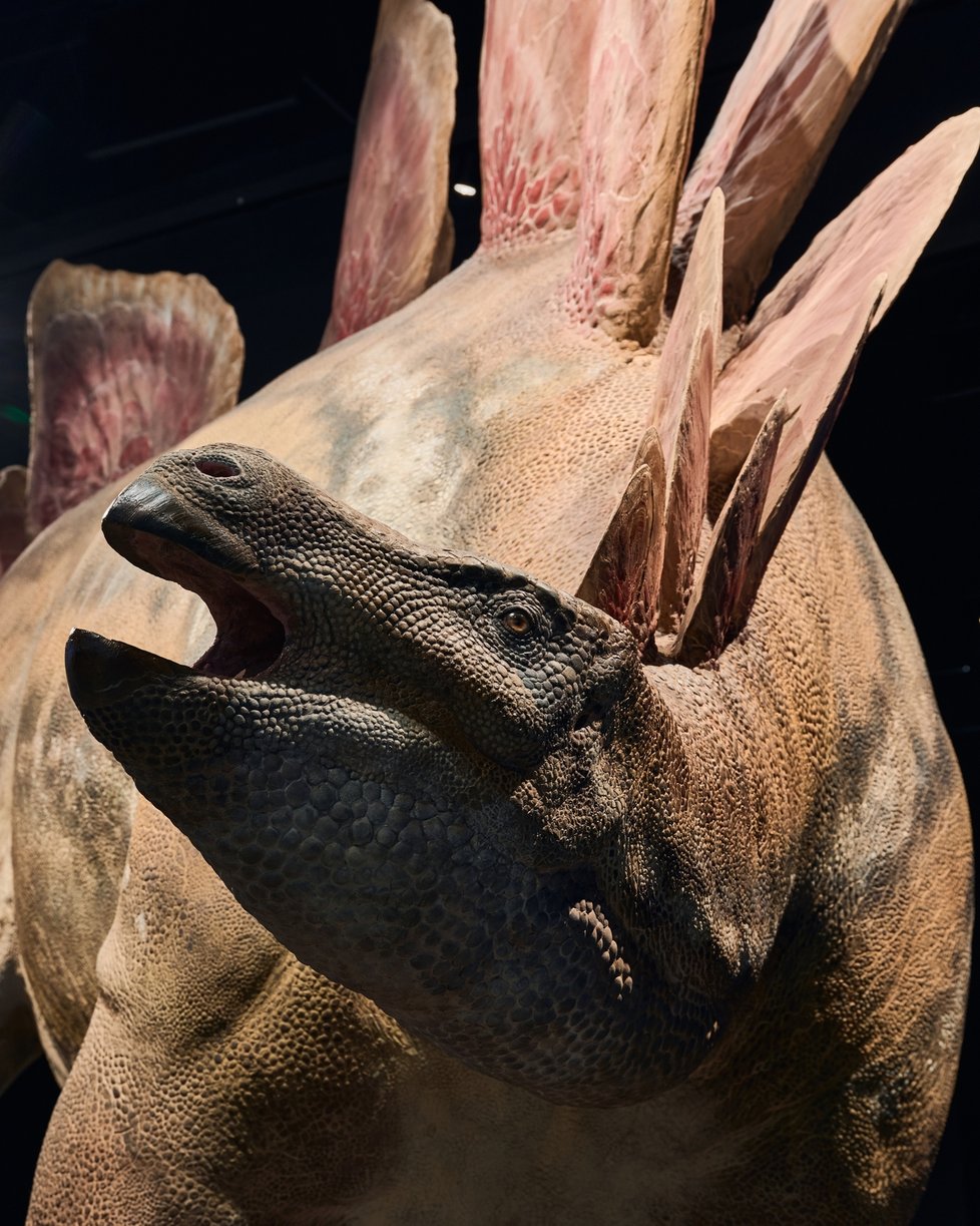 Jedna z největších soukromých sbírek dinosaurů roste. Prehistorické obry v muzeu v Tuchoměřicích doplnila nová nesmiřitelná dvojice obřích rivalů.