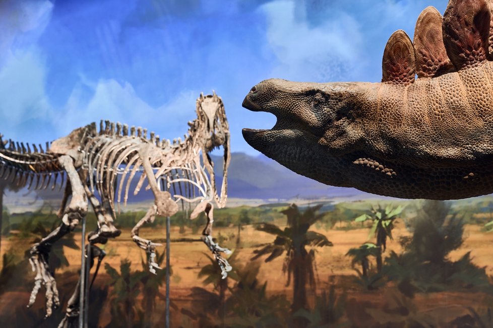 Jedna z největších soukromých sbírek dinosaurů roste. Prehistorické obry v muzeu v Tuchoměřicích doplnila nová nesmiřitelná dvojice obřích rivalů.