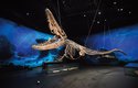 66 milionů let stará dvojice desetimetrových mořských ještěrů mosasaurů