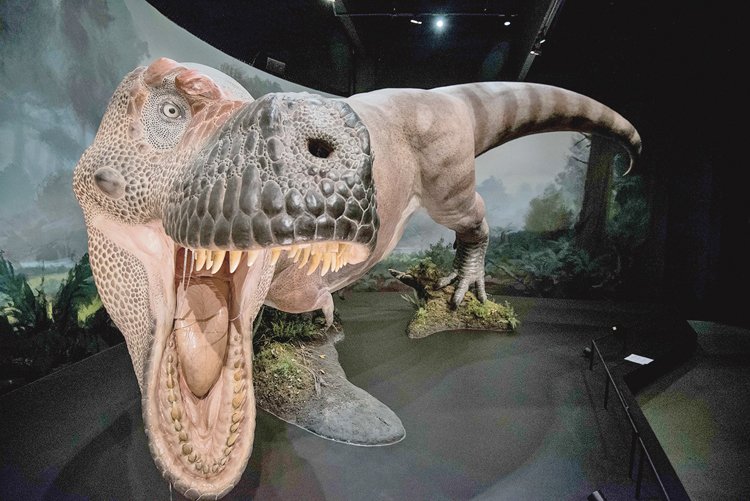 Model 66 milionů let starého tyranosaura slouží i jako místo pro selfiečka
