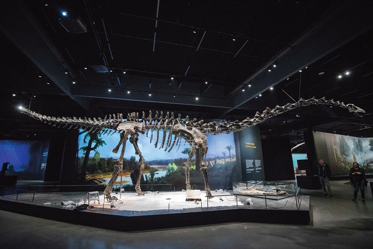 Největším exemplářem Dinosauria Muzeum Prague je 24 metrů dlouhý a 154 milionů let starý diplodokus