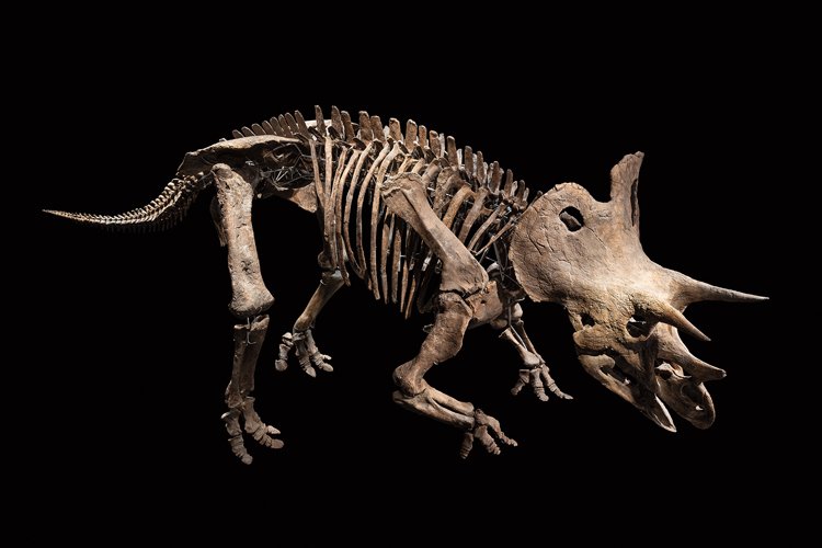 Působivá kostra vystavená v Dinosauriu patří samci, jednomu z největších a nejzachovalejších triceratopsů