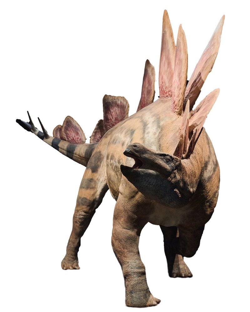 Rekonstrukce stegosaura odpovídá nejnovějším vědeckým poznatkům