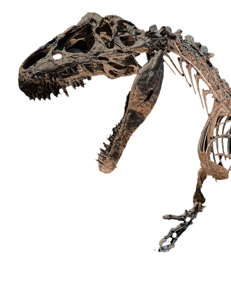 Nový alosaurus v muzeu je autentická kostra