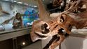 Kostra dinosaura v muezu ve Washingtonu