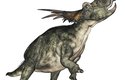 Roh na čenichu styrakosaurů byl dlouhý až 60 cm a sloužil jako zbraň