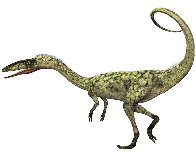 Coelophysis. Na Ranči duchů se jich našla víc než tisícovka