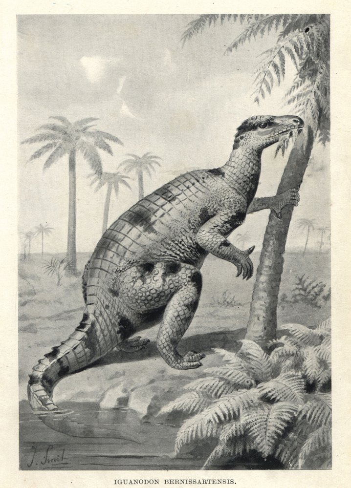 Na rekonstrukci z 19. století se dvounohý dinosaurus iguanodon musí opírat o ocas. Podle dnešních poznatků mohl chodit jak po dvou, tak po čtyřech
