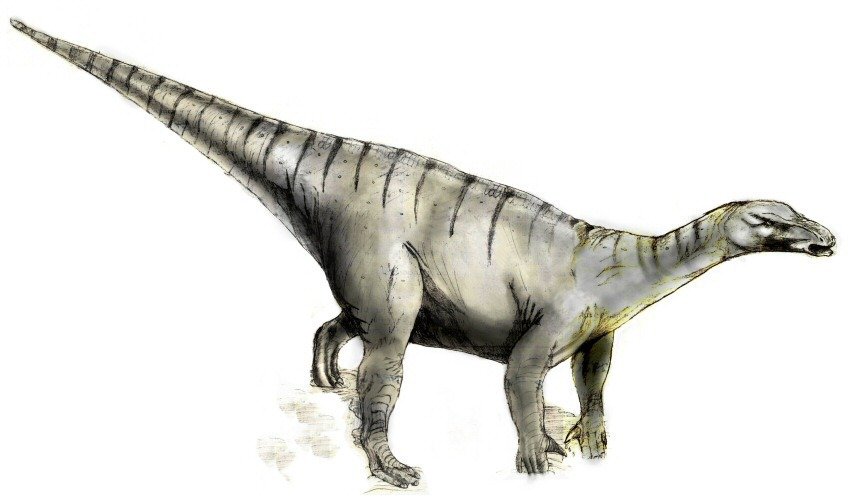 Moderní rekonstrukce iguanodona. Takto si tyto tvory představuje dnešní věda