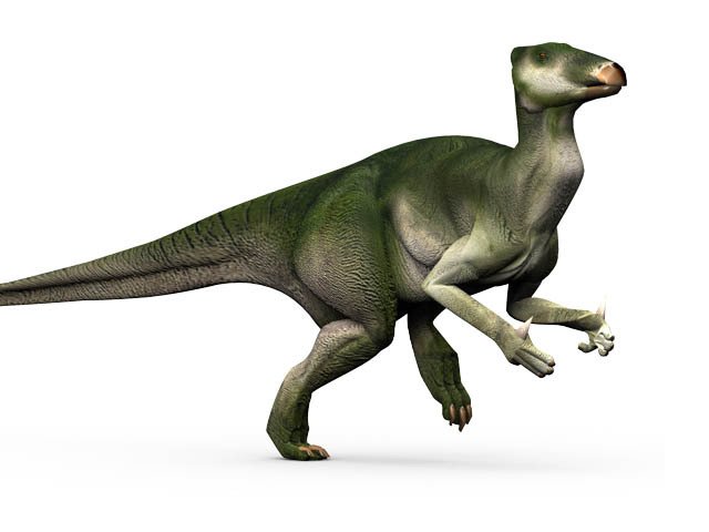 A ještě jedna úplně moderní rekonstrukce iguanodona, stará jen asi dva nebo tři roky. I zde je však tento dinosaurus vztyčený možná až moc