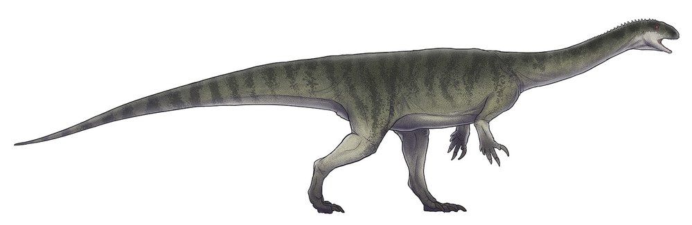 Čínský Jingshanosaurus byl jihoafrickému rodu vzdáleně příbuzný. Stejně jako on chodil v dospělosti pravděpodobně po dvou, ačkoliv se po vylíhnutí pohyboval spíše po všech čtyřech