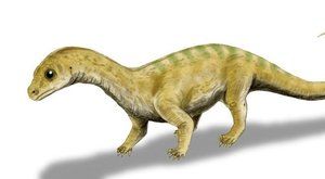 Nový druh dinosaura se skrýval v muzeu  