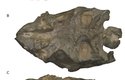 Zkamenělina lebky dinosaura druhu Ngwevu intloko (zde kurzí va). Jeho mozek byl v poměru k velikosti těla malý, jeho smysly ale byly poměrně vytříbené. Lebka je prakticky kompletní, což je velmi vzácné.