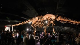 Kostra dinosaura je vystavena v Americkém přírodovědném muzeu v New Yorku a pro návštěvníky je velkým lákadlem..