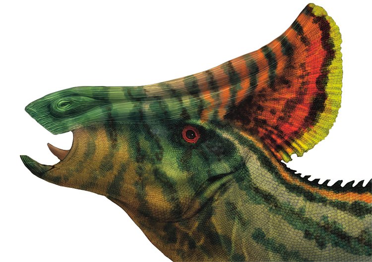 ypickým prvkem lambeosaurů (na obr. asijský Olorotitan) jsou kostěné hřebeny na hlavě