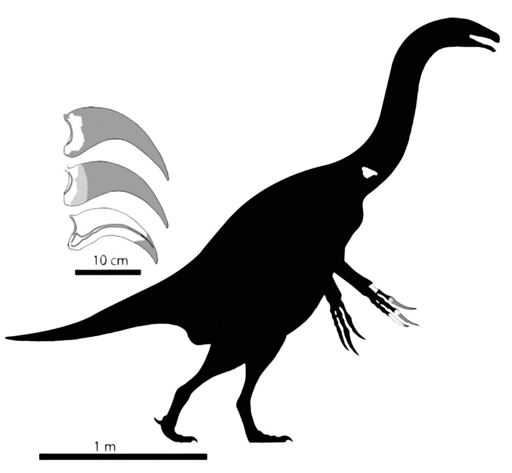 Dinosaurus Paralitherizinosaurus měřil asi 3 metry, mezi therizinosauridy tak patřil k&nbsp;menším druhům