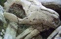 Zkamenělý savec se stále zakusuje do žeber dinosaura