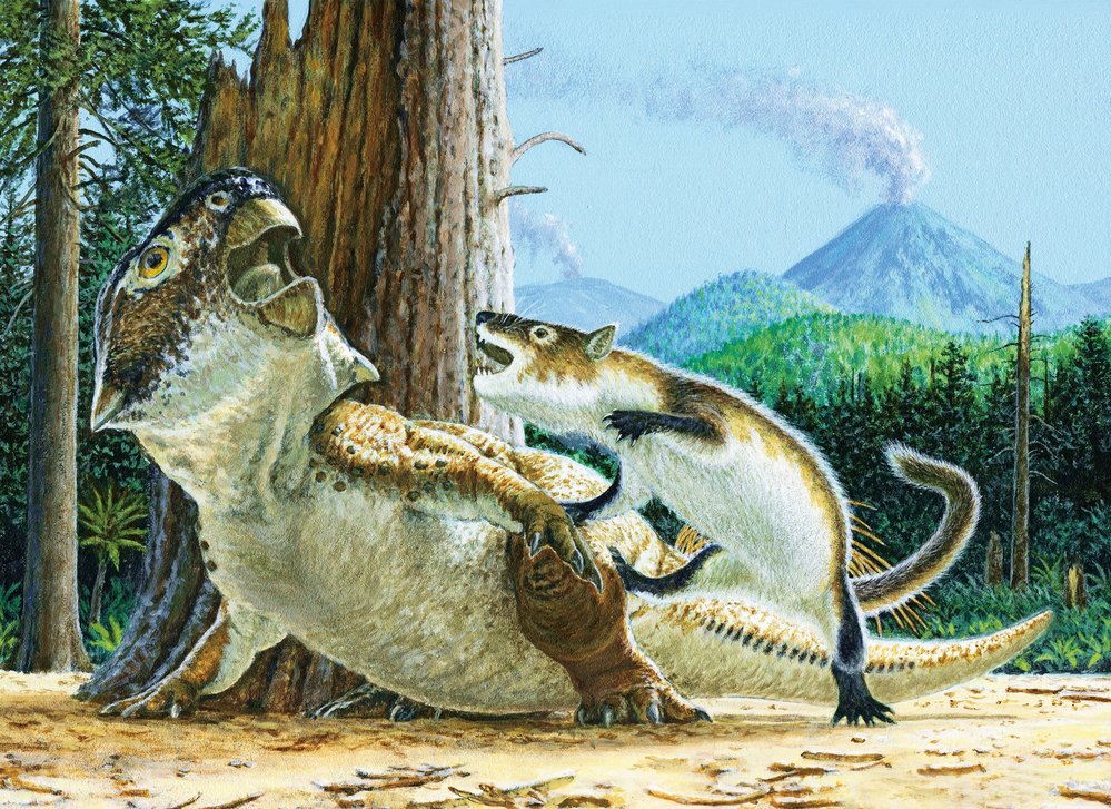 Savec Repenomamus napadl dinosaura a vzápětí je oba zasypal sopečný materiál