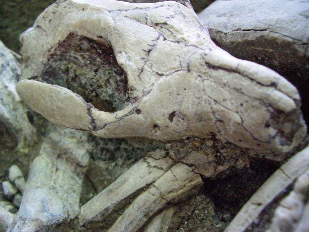 Zkamenělý savec se stále zakusuje do žeber dinosaura