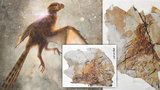 Unikátní objev v Číně: Opeřený dinosaurus s netopýřími křídly!
