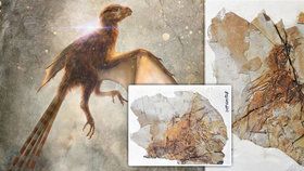 Unikátní objev v Číně: Opeřený dinosaurus s netopýřími křídly!