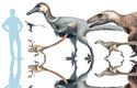 Srovnání velikostí srpodrápých dinosaurů