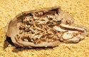 Desítky milionů let staré dinosauří embryo z mongolských hornin