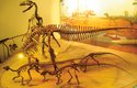 Rekonstrrukce koster dinosaurů Deinonychu a Tenontosa aurus tilletti