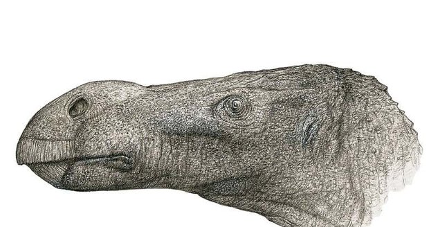 Rekonstrukce hlavy nově objeveného dinosaura