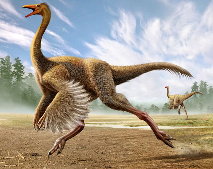 Struthiomimus altus