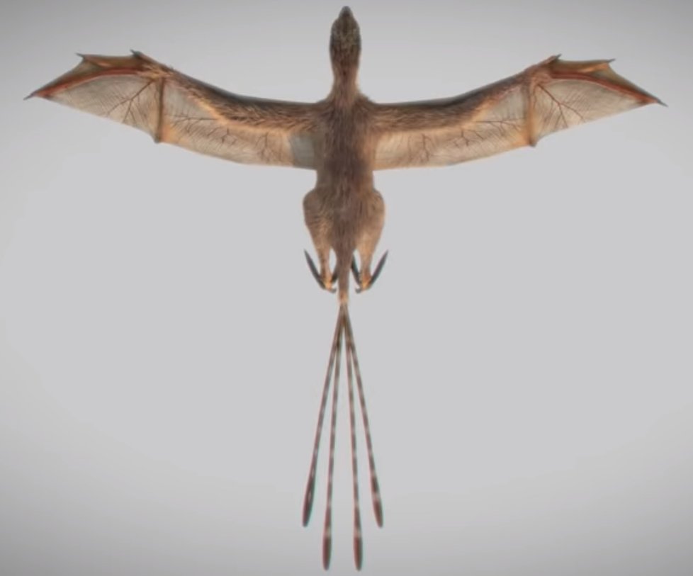 Nově objevený dinosaurus Ambopteryx vypadal jako kříženec ptáka s netopýrem.