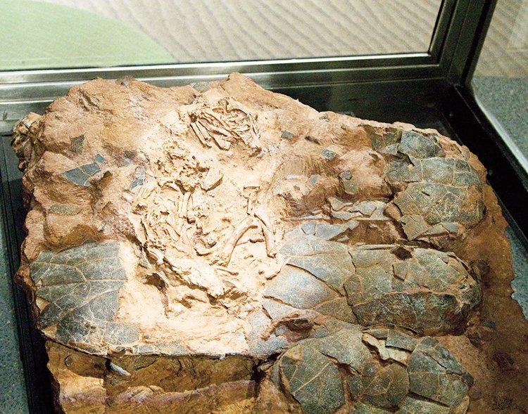 Oviraptorosauři druhu Beibeilong sinensis se líhnuli z vajec dlouhých téměř půl metru (na obrázku embryo)