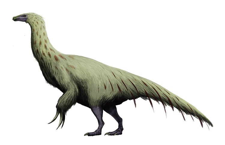 Therizinosaurus cheloniformis dosahoval délky asi 11 metrů a hmot- nosti přes 5 tun