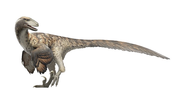 Dinosaurus Deinonychus antirrhopus podle poslední rekonstrukce 