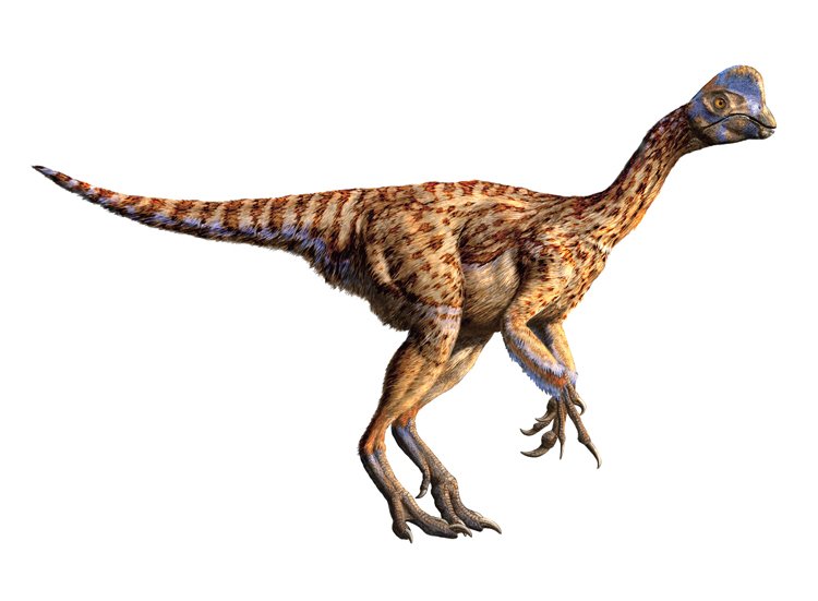 Asi 20 kg vážící Oviraptor z křídy byl pravděpodobně všežravý