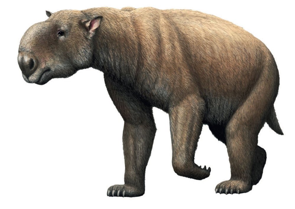 Diprotodon je největší známý vačnatec, který vyhynul před 40 tisíci lety