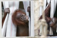 Hop a je tu malý lidoop! Takhle orangutaní máma dohlíží na rozpustilou Diri