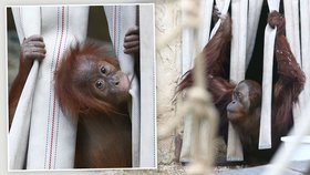 Opatrná orangutaní máma Mawar z pražské zoo zkontroluje prostředí, než vypustí svou malou Diri.