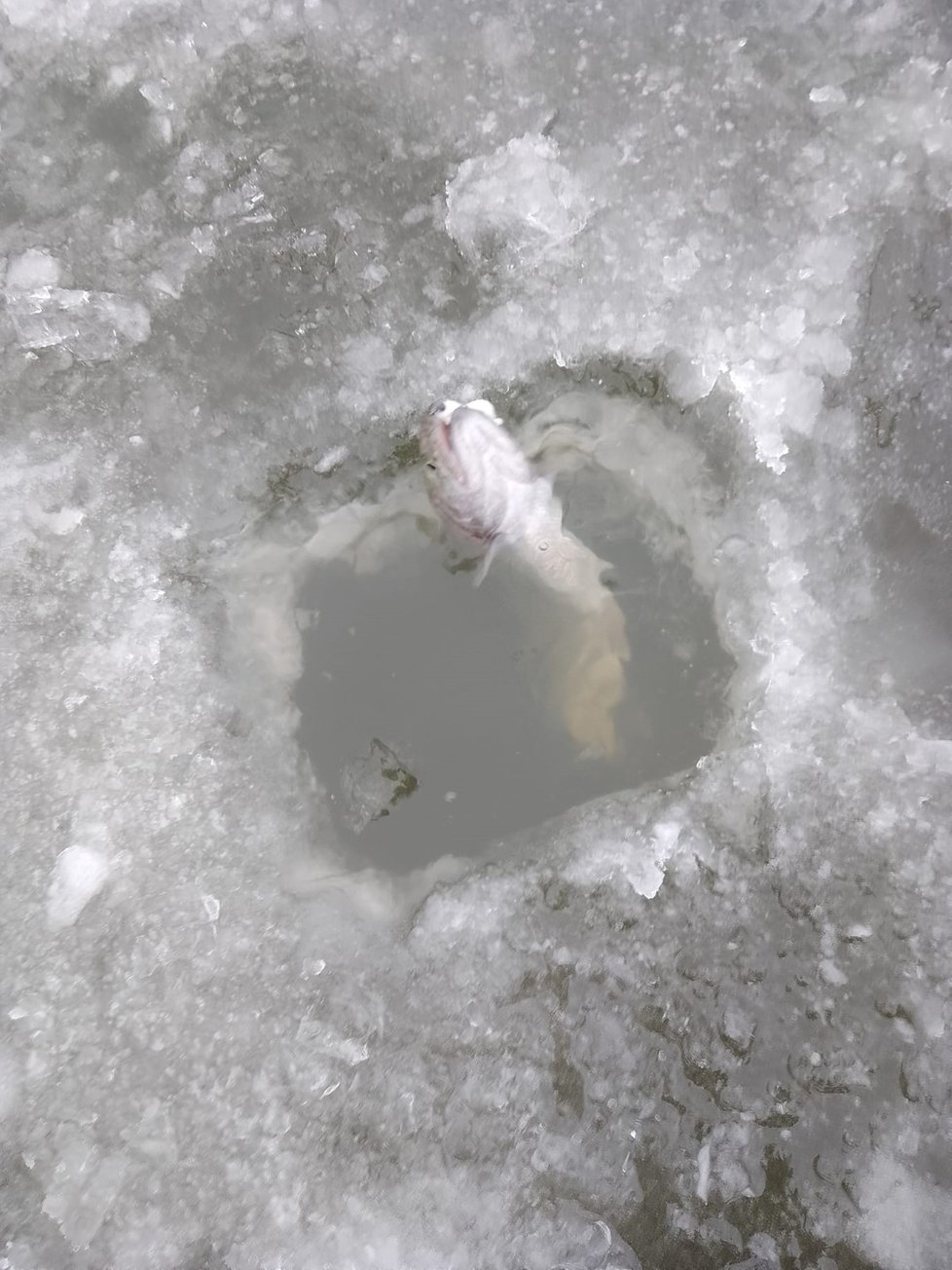 Vodní plocha ve Fulneku, kam si rybáři chodí pro „třešničku na dortu“ nebo kvůli zimní romantice, se jmenuje Rybník na konci srdce.