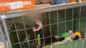 Hrůzný nález policie: Při zátahu kvůli týrání zvířat našla v kleci zavřeného chlapce (18 měs.)!