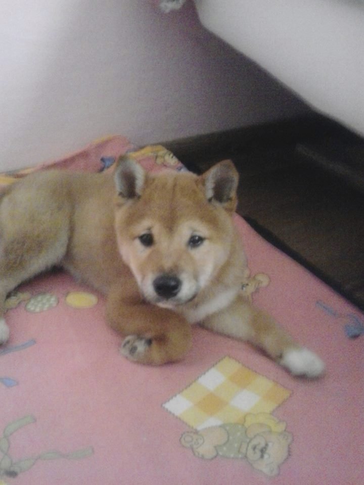 Pejsek rasy shiba-inu se jmenuje Rasty.