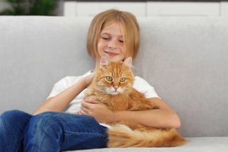 Felinoterapie: Kočka jako zvířecí terapeut