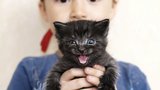 V rámci školní výuky uduste koťata: Učebnice šokuje návodem k odpornému experimentu